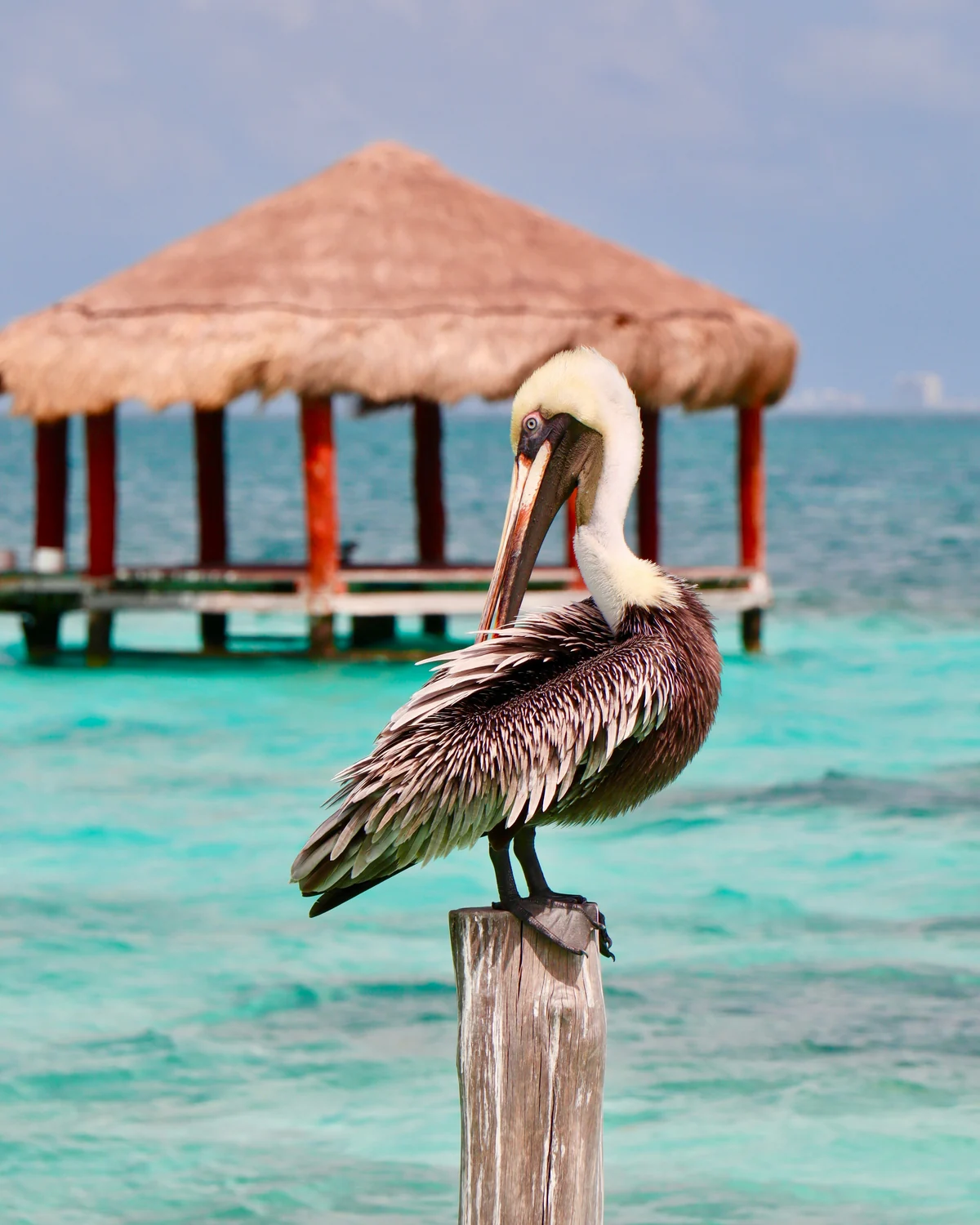 A brown pelican preening on a wooden mooring post, a thatched palapa and turquoise shallows behind