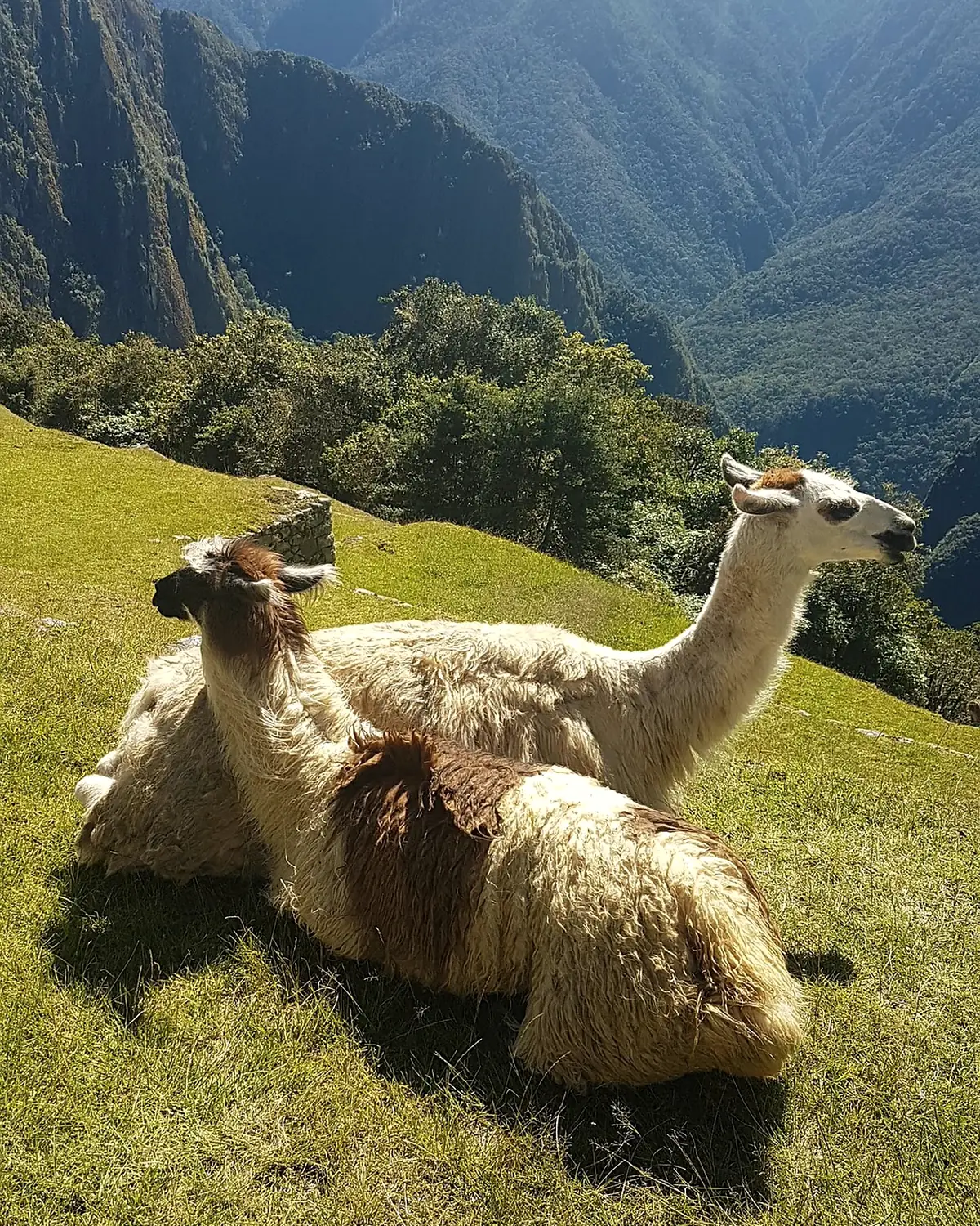 Llamas on the high grass above the valley