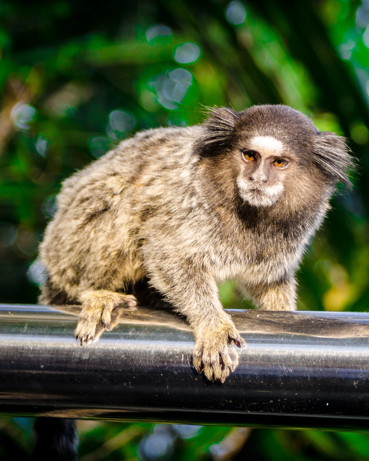 A small marmoset with white ear tufts crouches on a metal handrail, green foliage blurred behind it