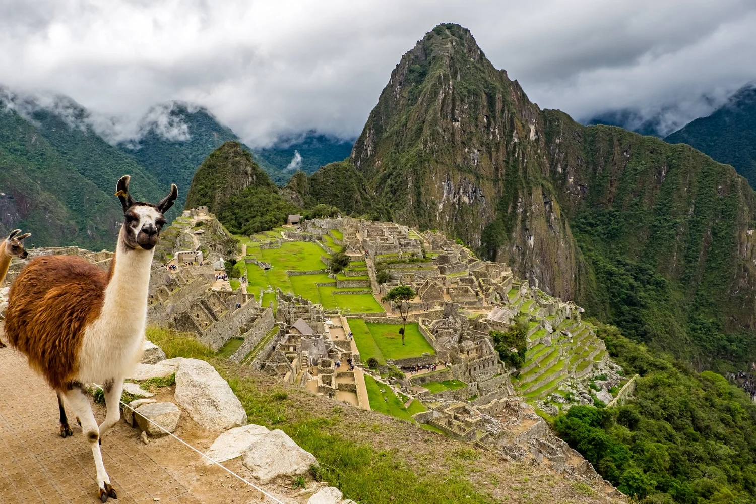 Una llama en el sendero sobre Machu Picchu, con terrazas y ruinas abajo y Huayna Picchu al fondo, entre las nubes