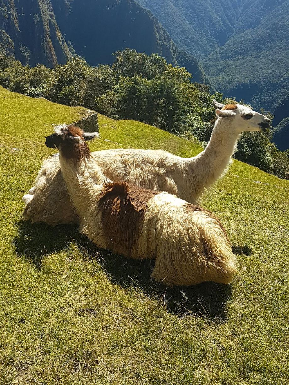 Two llamas resting on a grass terrace at Machu Picchu, the forested gorge falling away behind them