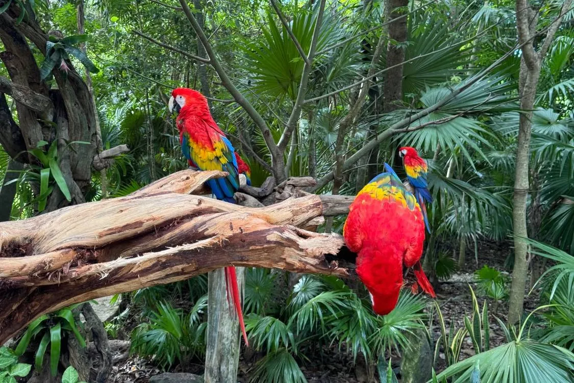 Scarlet macaws on a fallen branch at Xcaret