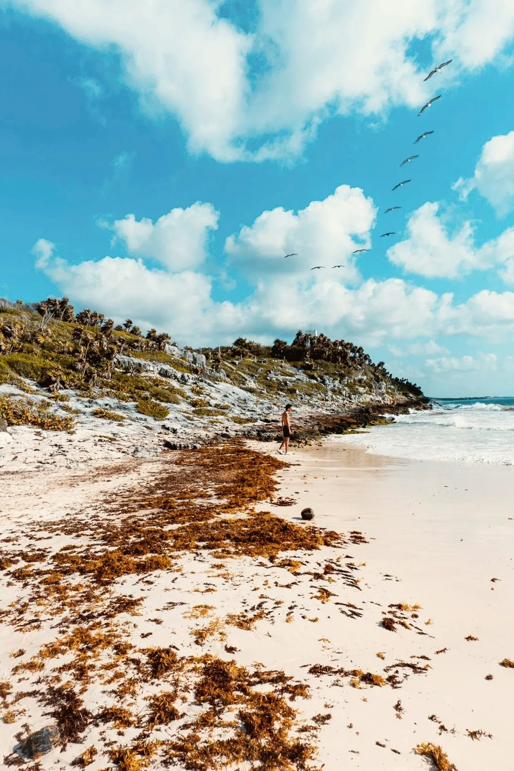 Brown seaweed along the waterline, palms and rock behind