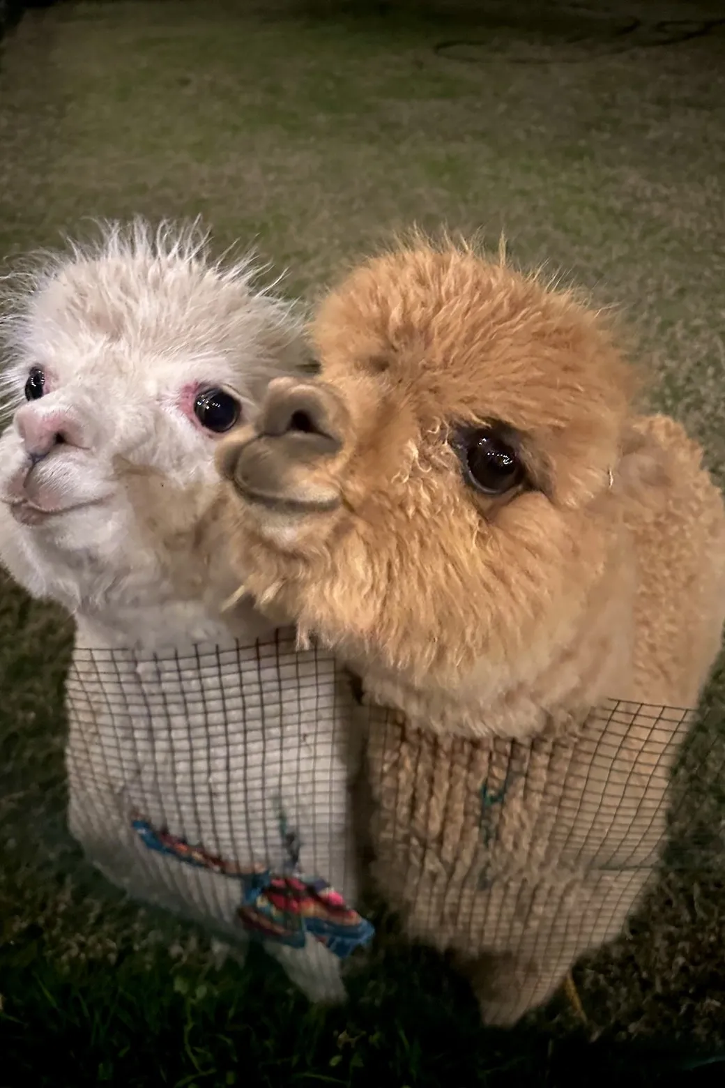 Two alpacas side by side, one white and one fawn