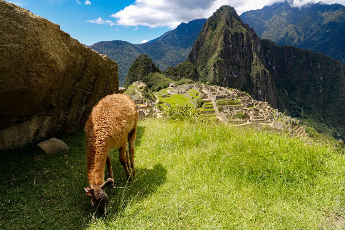 A llama grazing above Machu Picchu, with Huayna Picchu beyond