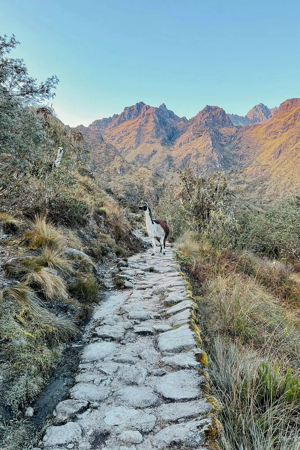 Uma lhama no caminho de pedra, os picos ao sol baixo