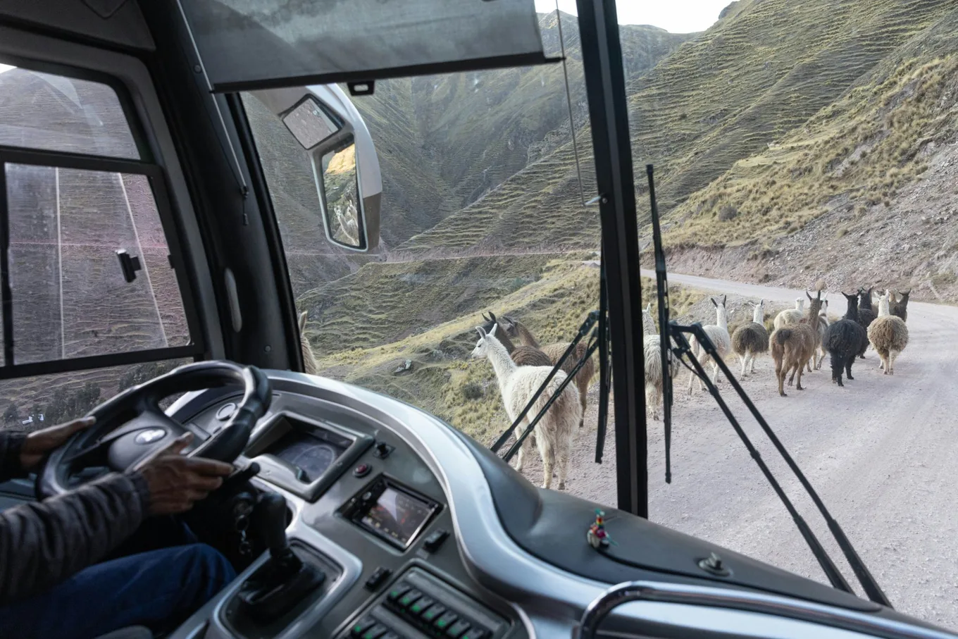 Llamas on a dirt road in the high Andes, seen from the front of a bus