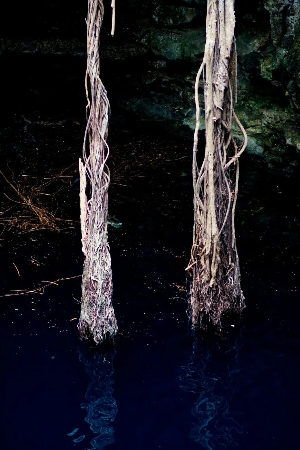 Tree roots hanging down into a cenote