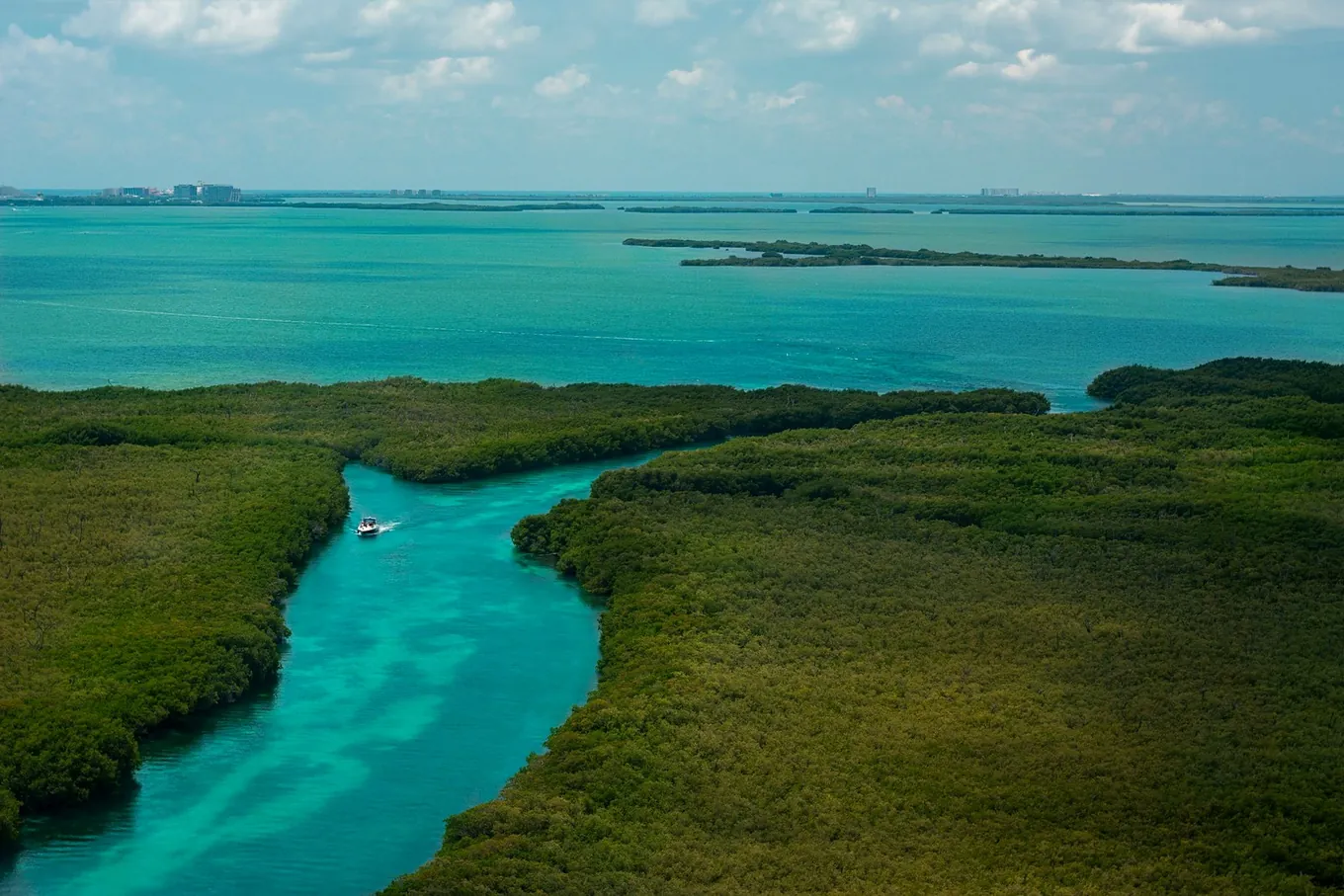 A boat runs a channel through the mangroves