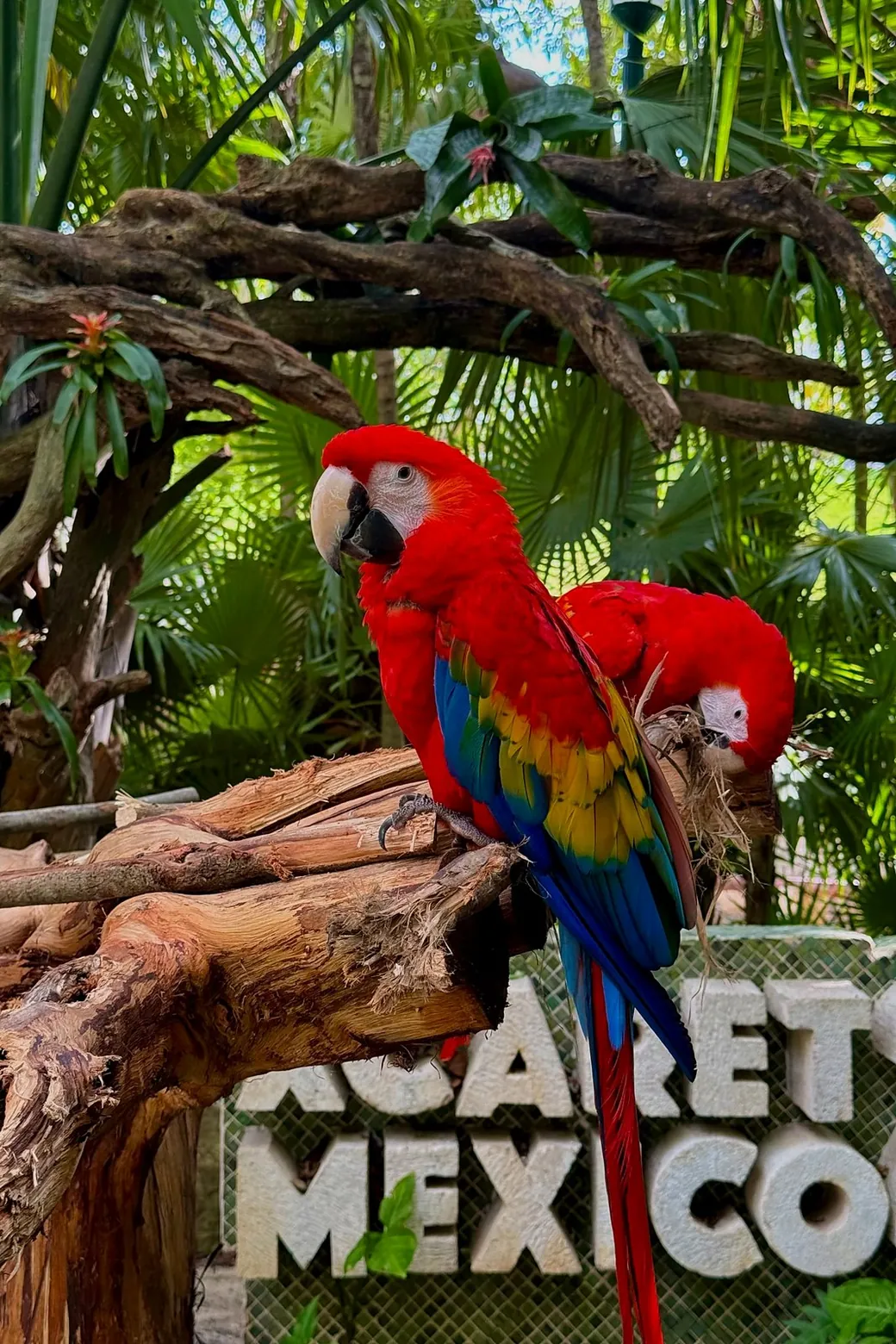 Scarlet macaws at Xcaret, the park's sign behind
