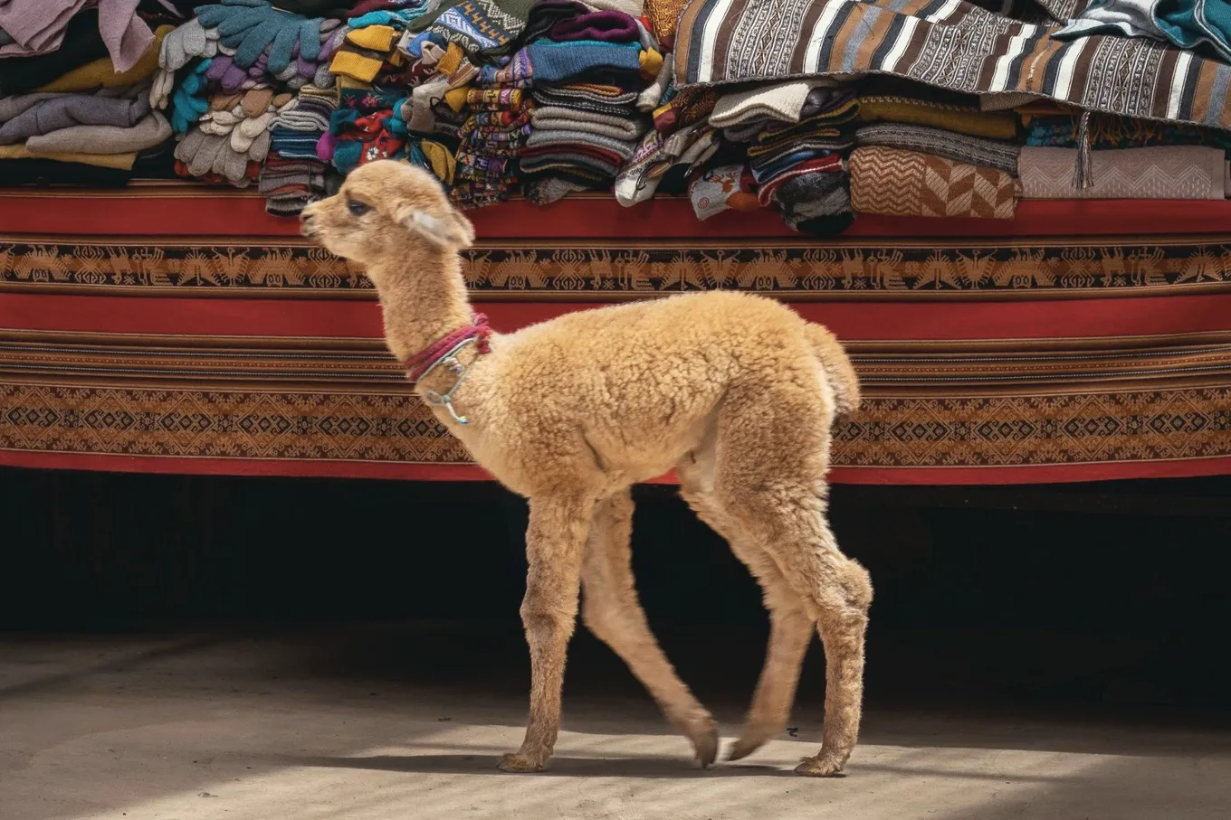 A young alpaca beside a stall of folded blankets and knitwear